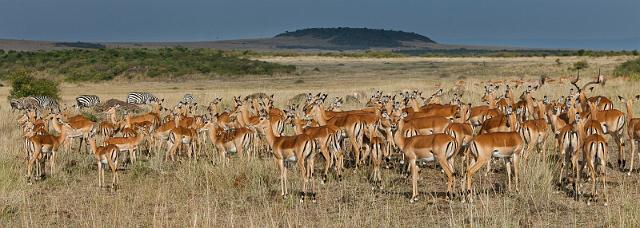 021 Kenia, Masai Mara, impala's.jpg